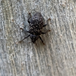 Melanterius sp. (genus) at Jerrabomberra, NSW - 29 Oct 2021