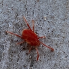 Trombidiidae (family) (Red velvet mite) at QPRC LGA - 29 Oct 2021 by Steve_Bok