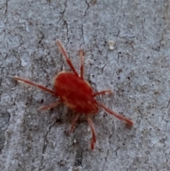 Trombidiidae (family) (Red velvet mite) at Jerrabomberra, NSW - 29 Oct 2021 by Steve_Bok