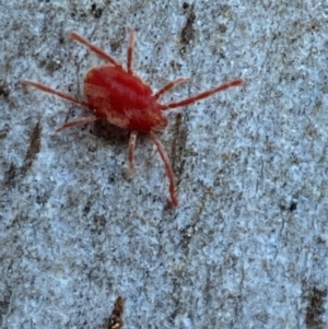 Trombidiidae (family) at Jerrabomberra, NSW - 29 Oct 2021