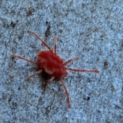 Trombidiidae (family) at Jerrabomberra, NSW - 29 Oct 2021