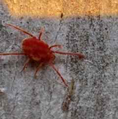 Trombidiidae (family) at Jerrabomberra, NSW - 29 Oct 2021