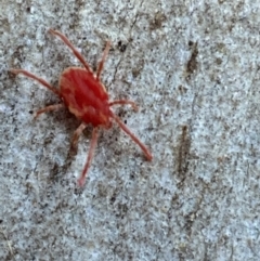 Trombidiidae (family) at Jerrabomberra, NSW - 29 Oct 2021