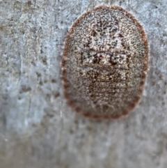 Unidentified Scale insect & mealybug (Hemiptera, Coccoidea) at Jerrabomberra, NSW - 29 Oct 2021 by Steve_Bok