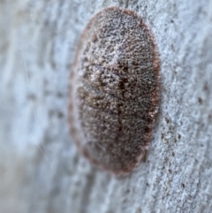 Unidentified at suppressed - 29 Oct 2021