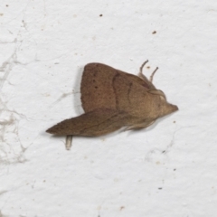 Pararguda nasuta (Wattle Snout Moth) at Higgins, ACT - 25 Oct 2021 by AlisonMilton