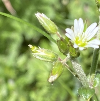 Cerastium glomeratum (Sticky Mouse-ear Chickweed) at Namadgi National Park - 26 Oct 2021 by RAllen