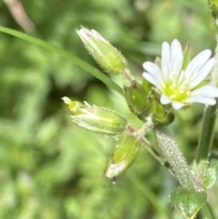 Cerastium glomeratum (Sticky Mouse-ear Chickweed) at Booth, ACT - 26 Oct 2021 by RAllen