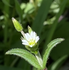 Cerastium glomeratum at Booth, ACT - 26 Oct 2021