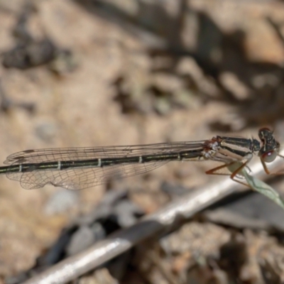 Xanthagrion erythroneurum (Red & Blue Damsel) at Googong, NSW - 29 Oct 2021 by WHall
