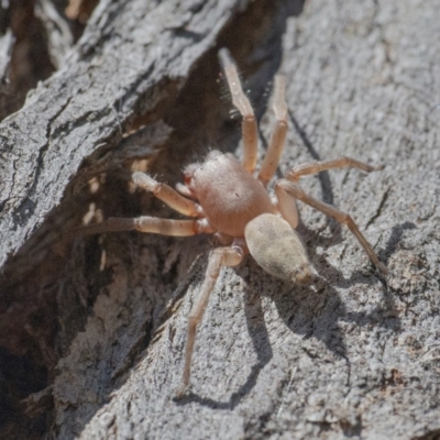 Clubiona sp. (genus) (Unidentified Stout Sac Spider) at QPRC LGA - 29 Oct 2021 by WHall