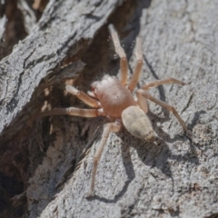 Clubiona sp. (genus) (Unidentified Stout Sac Spider) at Googong, NSW - 29 Oct 2021 by WHall