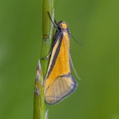 Philobota undescribed species near arabella (A concealer moth) at QPRC LGA - 29 Oct 2021 by WHall