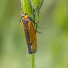 Philobota undescribed species near arabella at Googong, NSW - 29 Oct 2021