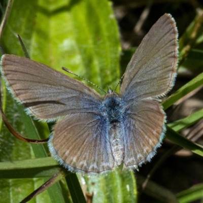 Zizina otis (Common Grass-Blue) at QPRC LGA - 29 Oct 2021 by WHall