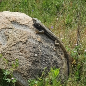 Pogona barbata at Stromlo, ACT - suppressed