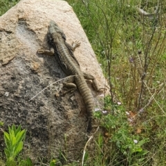 Pogona barbata at Stromlo, ACT - suppressed