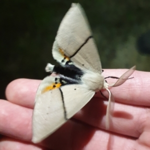 Gastrophora henricaria at O'Connor, ACT - 29 Oct 2021