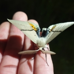 Gastrophora henricaria at O'Connor, ACT - 29 Oct 2021 09:48 PM