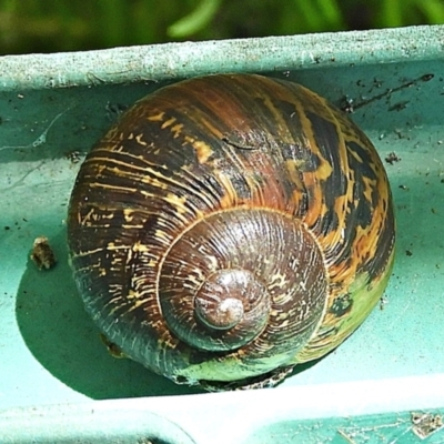 Cornu aspersum (Common Garden Snail) at Crooked Corner, NSW - 26 Oct 2021 by Milly