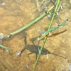 Laccotrephes tristis (Water Scorpion or Toe-biter) at Black Mountain - 29 Oct 2021 by LD12