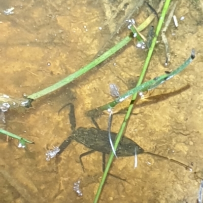 Laccotrephes tristis (Water Scorpion or Toe-biter) at O'Connor, ACT - 29 Oct 2021 by LD12