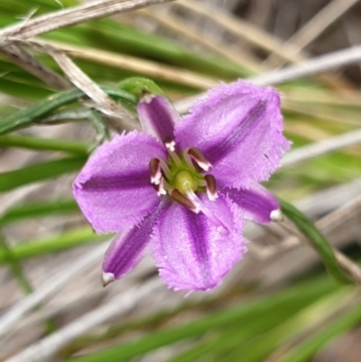 Thysanotus patersonii (Twining Fringe Lily) at Cook, ACT - 28 Oct 2021 by drakes