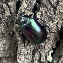 Chalcopteroides columbinus (Rainbow darkling beetle) at Jerrabomberra, NSW - 28 Oct 2021 by SteveBorkowskis