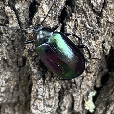 Chalcopteroides columbinus (Rainbow darkling beetle) at Jerrabomberra, NSW - 28 Oct 2021 by SteveBorkowskis