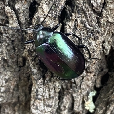 Chalcopteroides columbinus (Rainbow darkling beetle) at QPRC LGA - 28 Oct 2021 by Steve_Bok