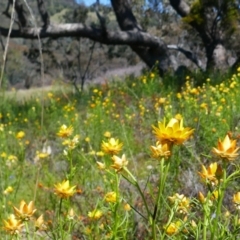 Xerochrysum viscosum (Sticky Everlasting) at Tuggeranong Hill - 29 Oct 2021 by MB