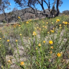 Xerochrysum viscosum at Theodore, ACT - 29 Oct 2021