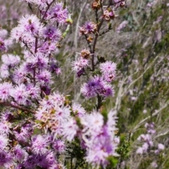 Kunzea parvifolia (Violet Kunzea) at Theodore, ACT - 29 Oct 2021 by MB