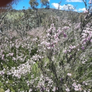 Kunzea parvifolia at Theodore, ACT - 29 Oct 2021