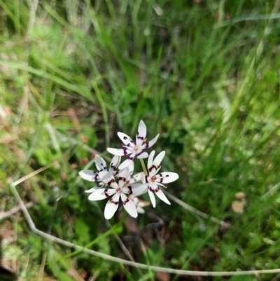 Wurmbea dioica subsp. dioica (Early Nancy) at Theodore, ACT - 29 Oct 2021 by MB