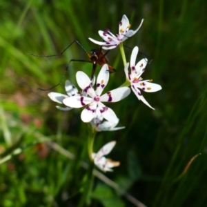 Wurmbea dioica subsp. dioica at Theodore, ACT - 29 Oct 2021 01:55 PM