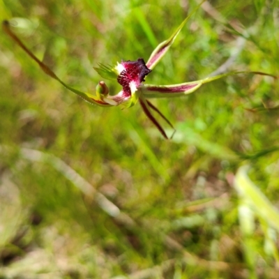 Caladenia parva (Brown-clubbed Spider Orchid) at Tennent, ACT - 29 Oct 2021 by Nugent