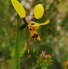 Diuris sulphurea (Tiger Orchid) at Tennent, ACT - 29 Oct 2021 by Nugent