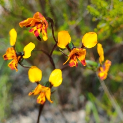Diuris semilunulata (Late Leopard Orchid) at Namadgi National Park - 29 Oct 2021 by Nugent