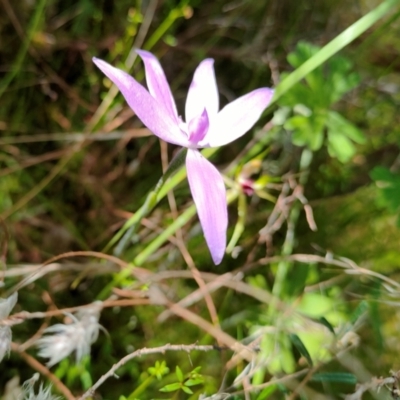 Glossodia major (Wax Lip Orchid) at Namadgi National Park - 29 Oct 2021 by Nugent