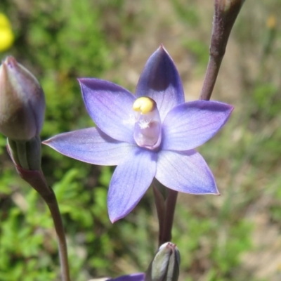 Thelymitra sp. (A Sun Orchid) at Black Mountain - 27 Oct 2021 by Christine