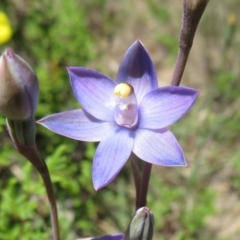Thelymitra sp. (A Sun Orchid) at Molonglo Valley, ACT - 27 Oct 2021 by Christine