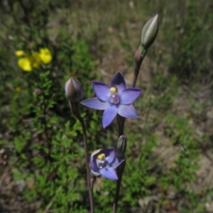 Thelymitra sp. at Undefined Area - suppressed