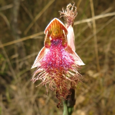 Calochilus platychilus (Purple Beard Orchid) at Black Mountain - 27 Oct 2021 by Christine