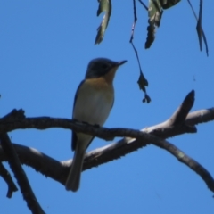Myiagra rubecula (Leaden Flycatcher) at Molonglo Valley, ACT - 27 Oct 2021 by Christine