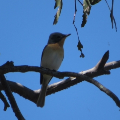 Myiagra rubecula (Leaden Flycatcher) at Molonglo Valley, ACT - 27 Oct 2021 by Christine