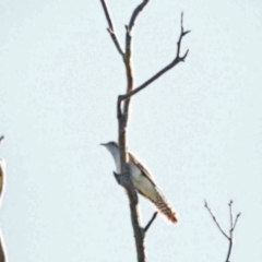 Cacomantis pallidus (Pallid Cuckoo) at Woodstock Nature Reserve - 29 Oct 2021 by wombey