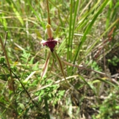 Caladenia atrovespa (Green-comb Spider Orchid) at Molonglo Valley, ACT - 27 Oct 2021 by Christine