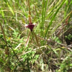 Caladenia atrovespa (Green-comb Spider Orchid) at Black Mountain - 27 Oct 2021 by Christine