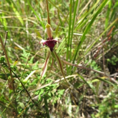 Caladenia atrovespa (Green-comb Spider Orchid) at Black Mountain - 27 Oct 2021 by Christine